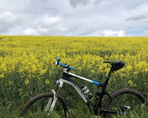 Mountainbike vor Rapsfeld